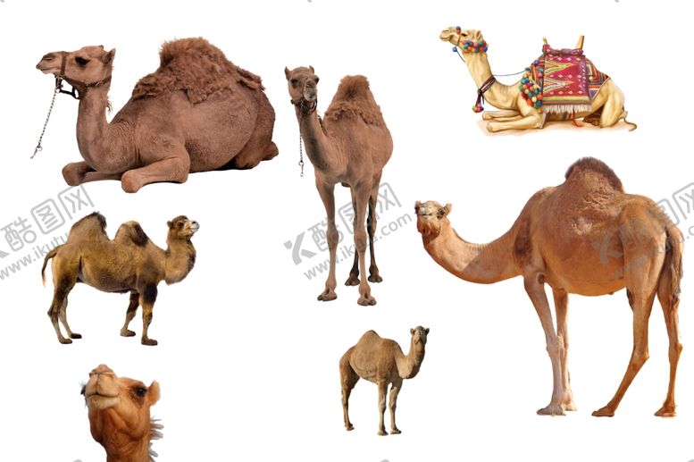 编号：82730509251002591644【酷图网】源文件下载-骆驼
