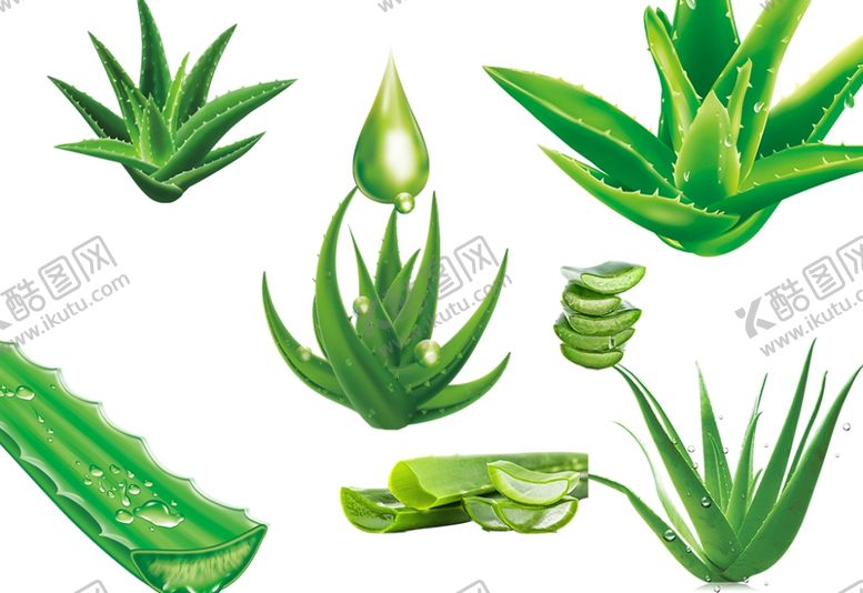 编号：90401409300501526227【酷图网】源文件下载-芦荟