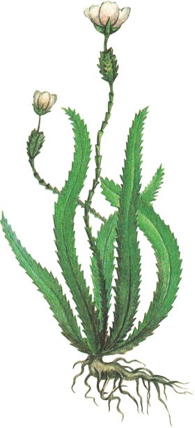 免扣水生植物素材图片