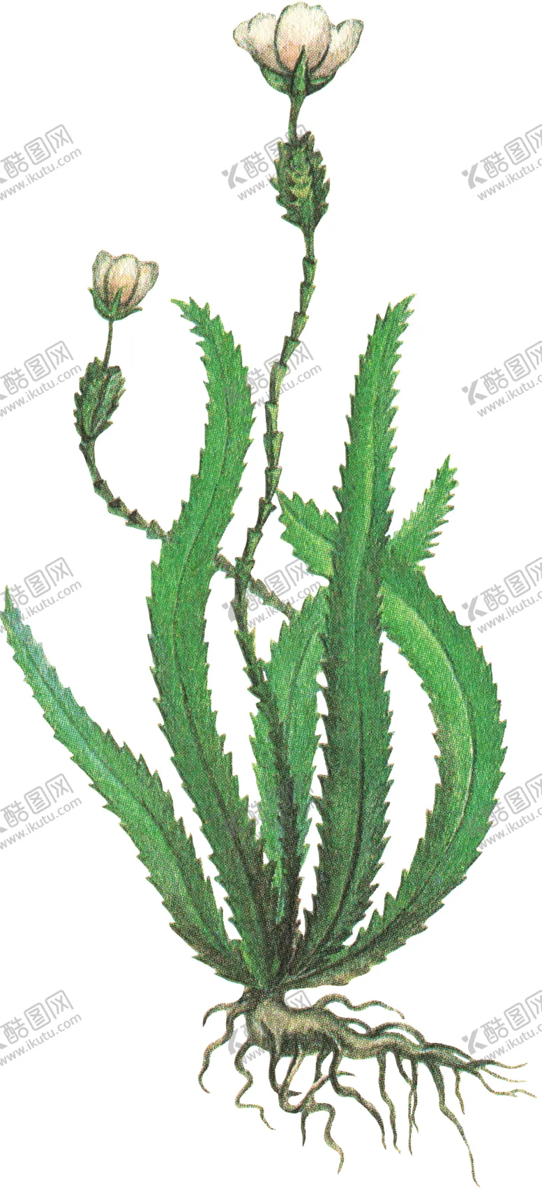 编号：58805307020436153290【酷图网】源文件下载-免扣水生植物素材图片