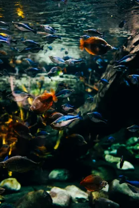 珊瑚生物世界摄影海洋生物