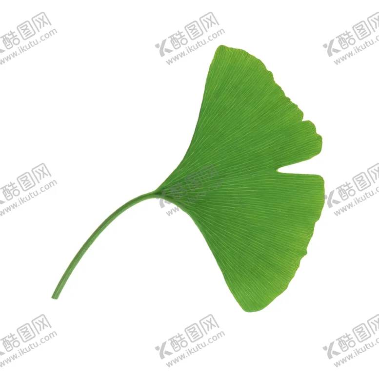 编号：12615104290210555160【酷图网】源文件下载-银杏叶