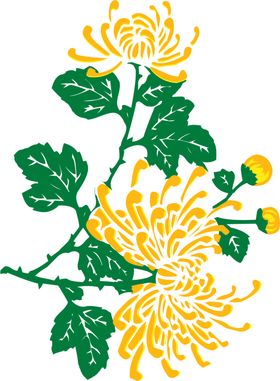 菊花素材