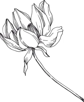 白描植物
