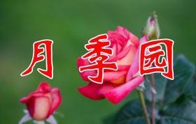月季花