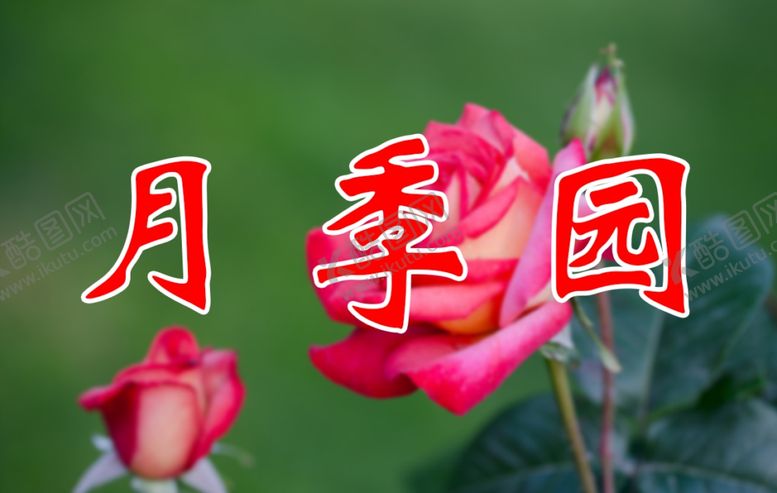 编号：32285307080410024814【酷图网】源文件下载-月季花