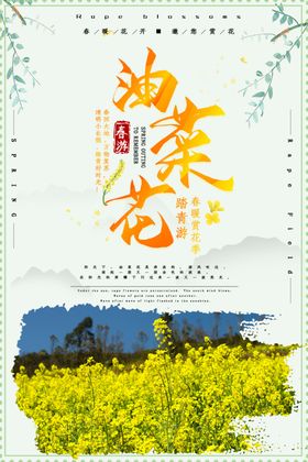 油菜花开