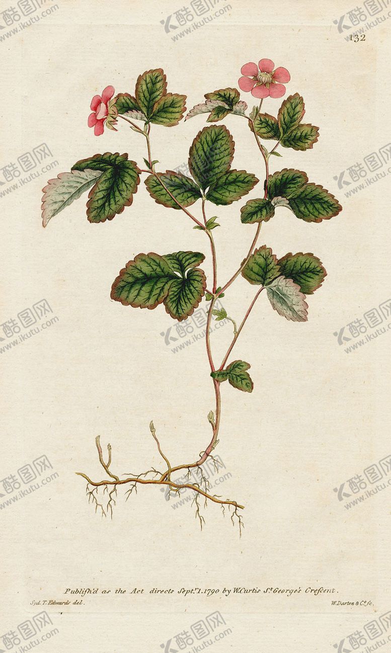 编号：19247909291127492025【酷图网】源文件下载-欧式复古色调花朵植物