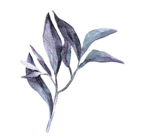 水彩植物