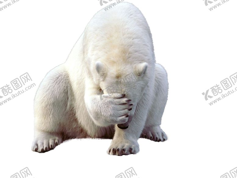 编号：35458609240327102001【酷图网】源文件下载-北极熊