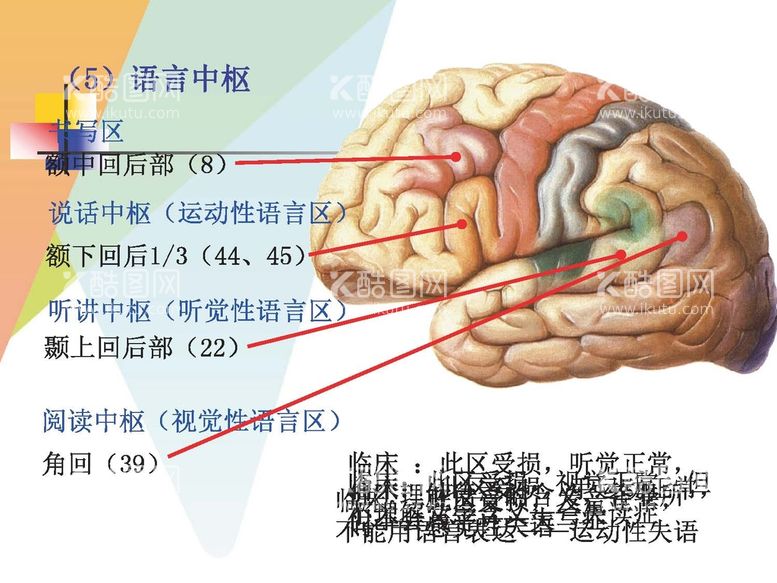 编号：98389111201454246138【酷图网】源文件下载-大脑解剖图 