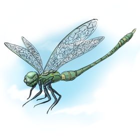 蜻蜓原画动物插画