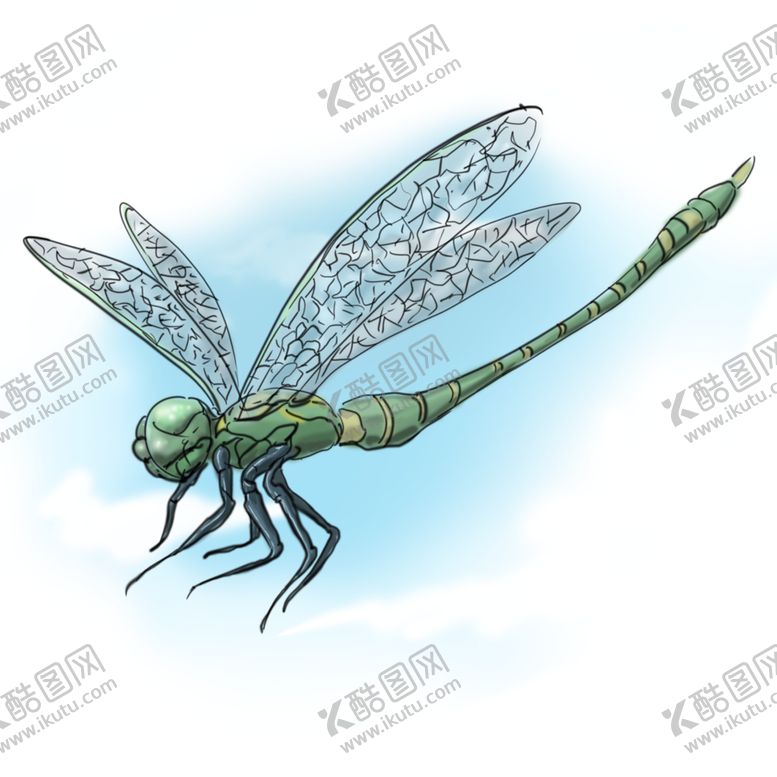 蜻蜓原画动物插画