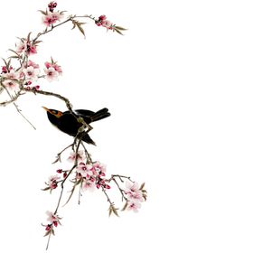 燕子素材