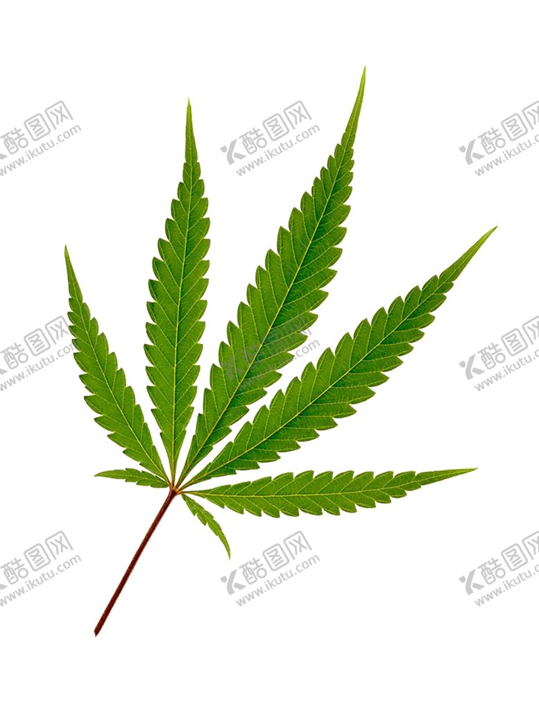 编号：76080610070847365664【酷图网】源文件下载-绿色植物