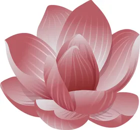 写实花卉漂亮植物插画插图