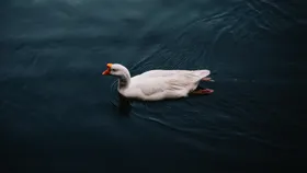 浮水的大白鹅