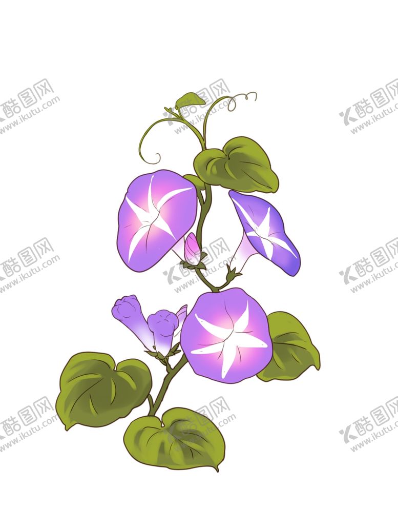 编号：26194904060230195966【酷图网】源文件下载-手绘牵牛花