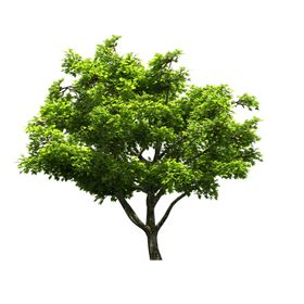 景观树