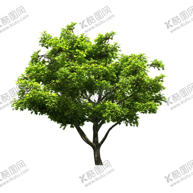 编号：74265910251201411553【酷图网】源文件下载-景观树