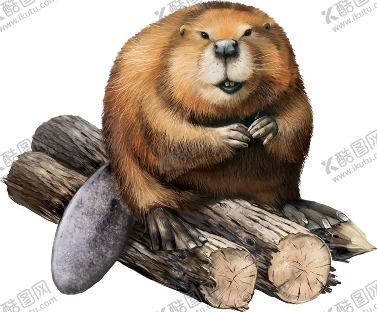 编号：16946809201705127500【酷图网】源文件下载-水獭