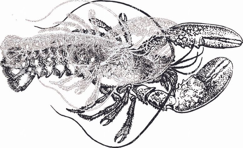 编号：57229511300807038119【酷图网】源文件下载-龙虾