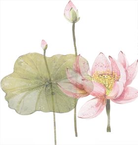 荷花