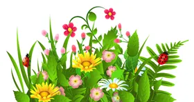 创意花