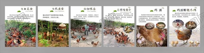 编号：53971611181839047117【酷图网】源文件下载-农家散养鸡