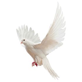 鸽子