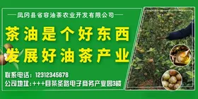 山茶油种植制作