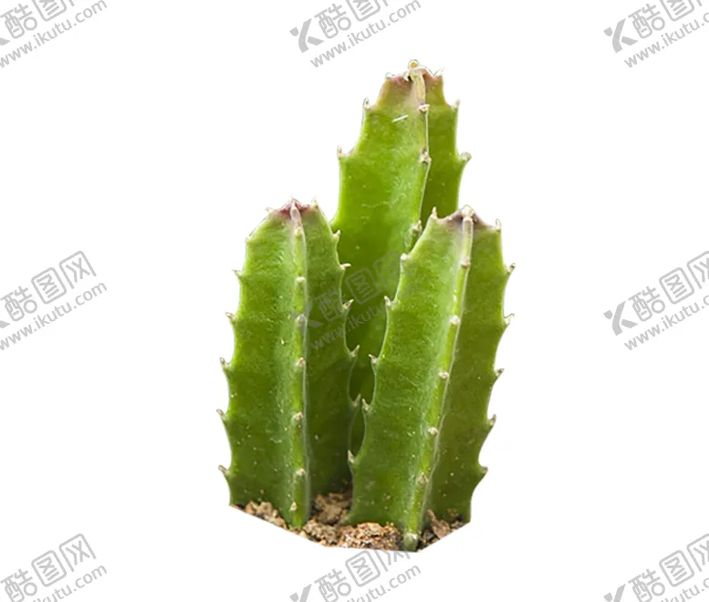 编号：85687707011359177333【酷图网】源文件下载-绿色植物