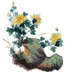 菊花素材