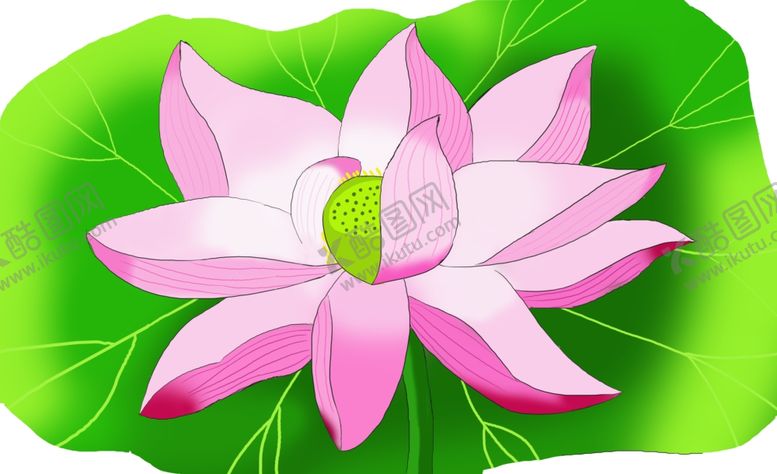 编号：35363606241018089630【酷图网】源文件下载-荷花