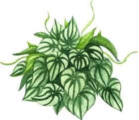 绿植水彩插画