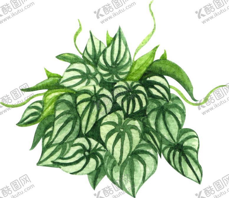 编号：92305505172049186030【酷图网】源文件下载-绿植水彩插画