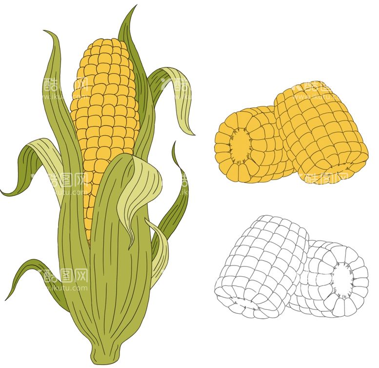 编号：54764412041136487377【酷图网】源文件下载-手绘玉米