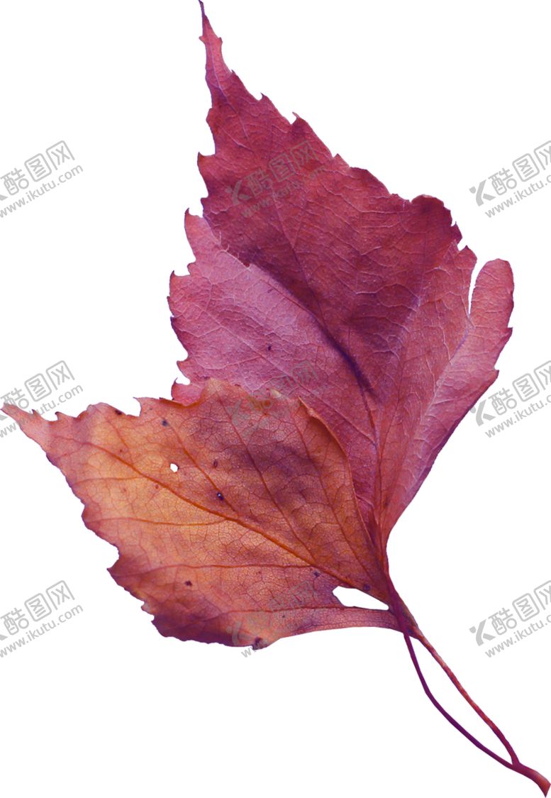 树叶花边框角花花朵透明花朵