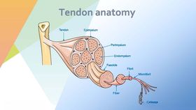肌腱解剖