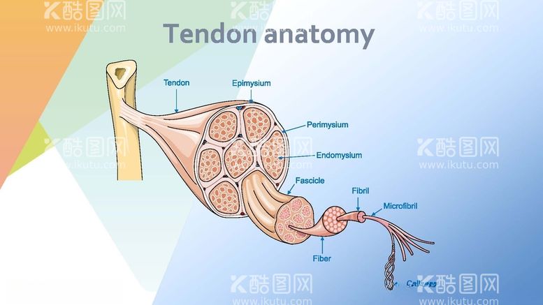 编号：86901512121143372424【酷图网】源文件下载-肌腱解剖