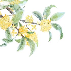 手绘桂花png免抠素材风景糕卉