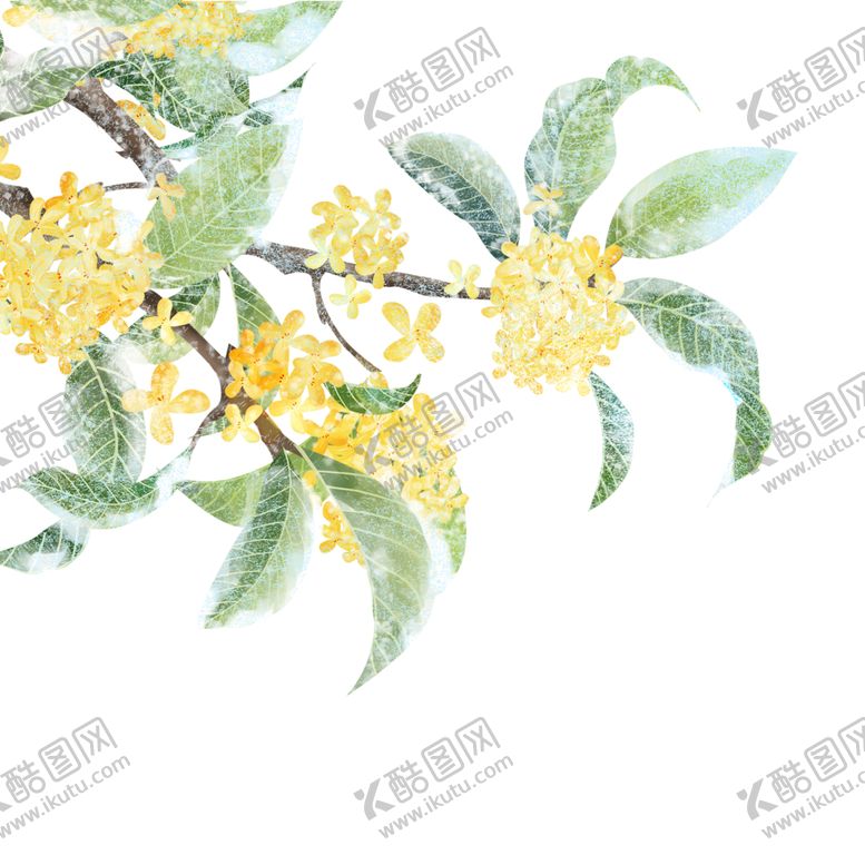 编号：23529012300259534544【酷图网】源文件下载-手绘桂花png免抠素材