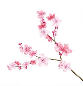 梅花