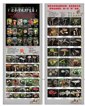 云南野生菌海报展架