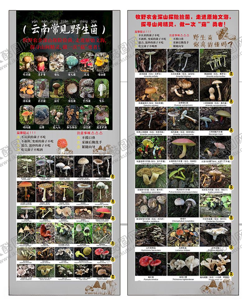 编号：89947101050049282236【酷图网】源文件下载-云南野生菌海报展架
