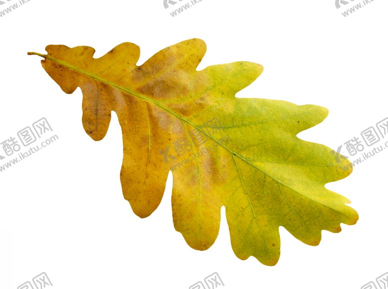 编号：34982110021241311954【酷图网】源文件下载-枫叶