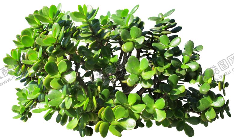 编号：38131710300255528594【酷图网】源文件下载-免扣植物素材