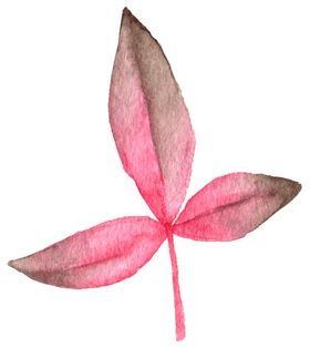 手绘植物