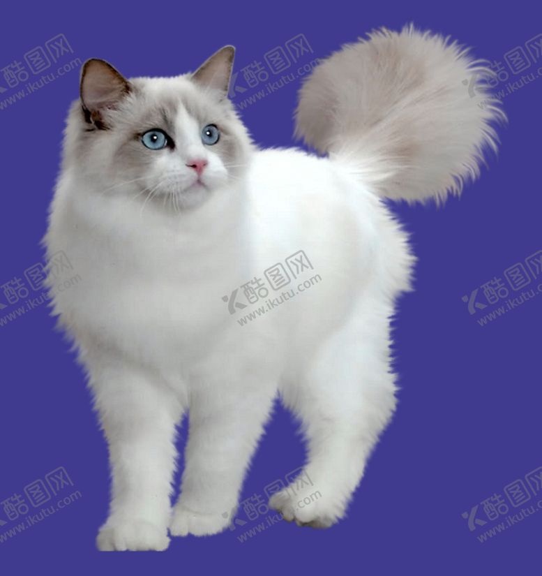 编号：10985309250011470682【酷图网】源文件下载-小猫