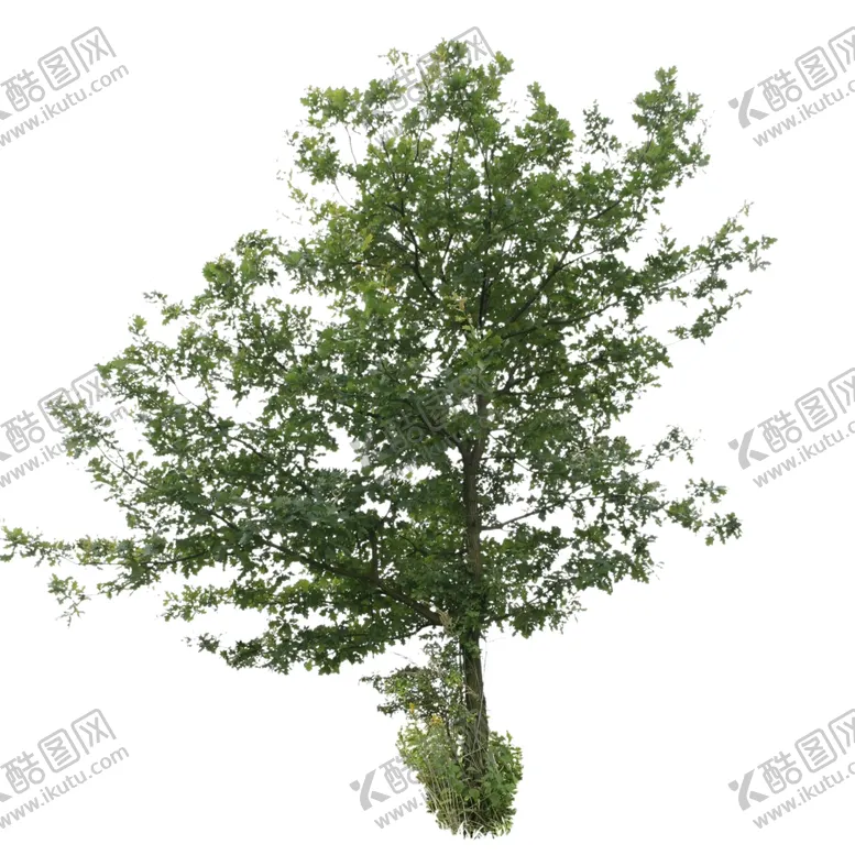 编号：63342807121545354130【酷图网】源文件下载-树木